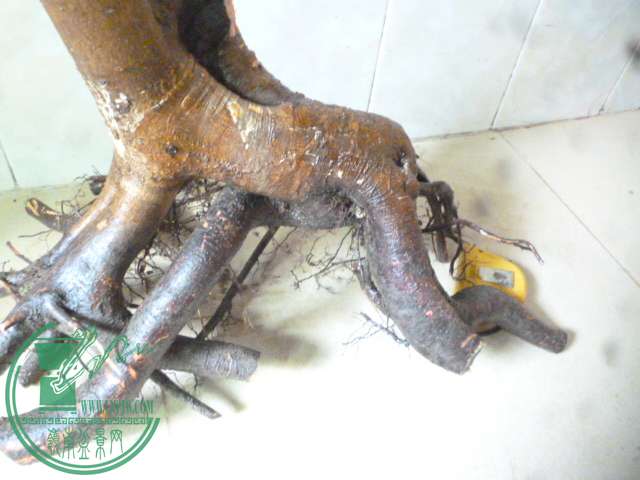 P1150776.JPG