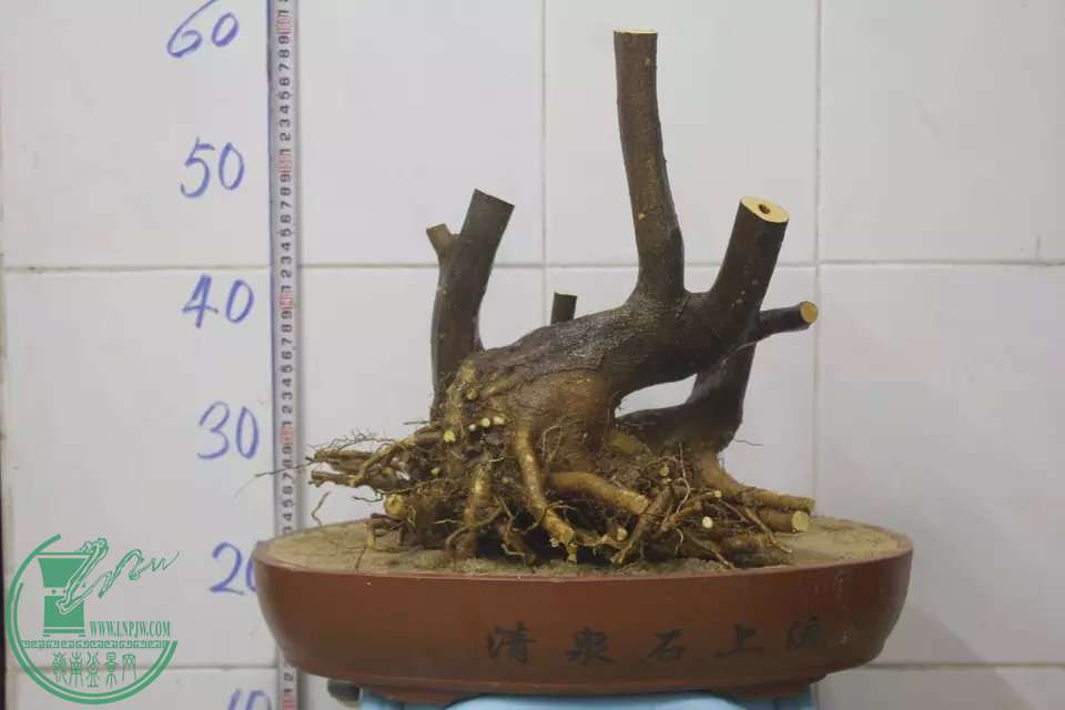 psb (1).jpg