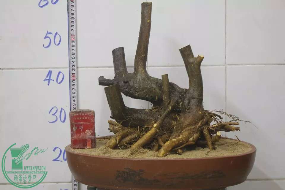 psb (2).jpg