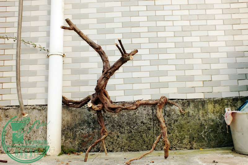 DSCF2602.JPG