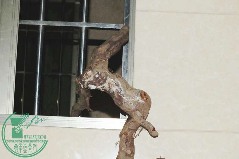 DSCF2610.JPG