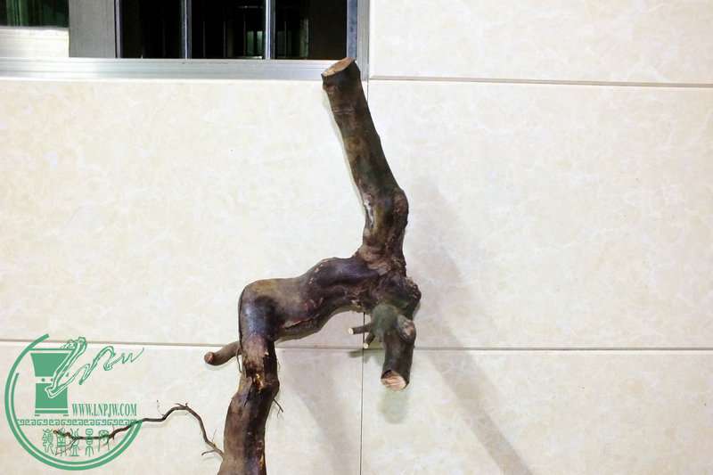 DSCF2607.JPG