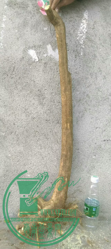 1451587365595.jpeg