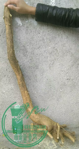 1451587355840.jpeg