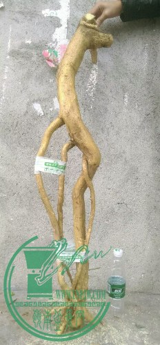 1451587342785.jpeg