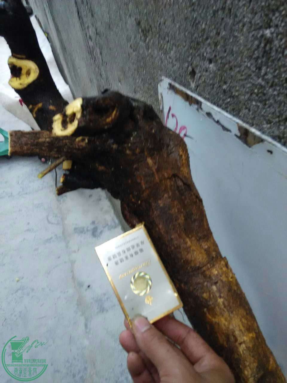 ɽһ2.jpg