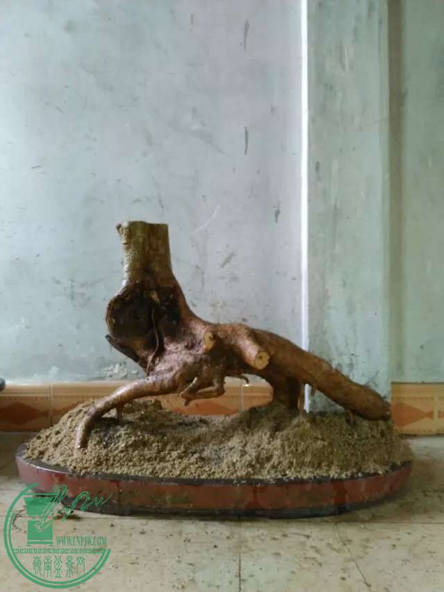 psb (7).jpg