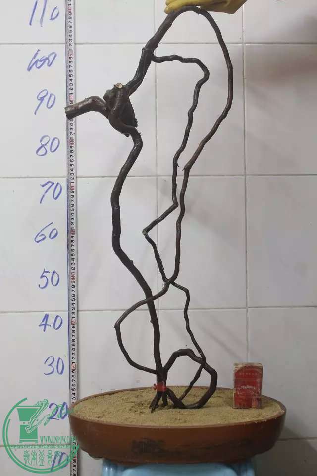psb (2).jpg