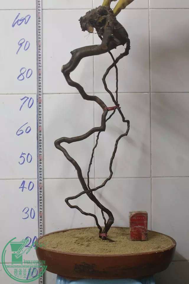psb (4).jpg