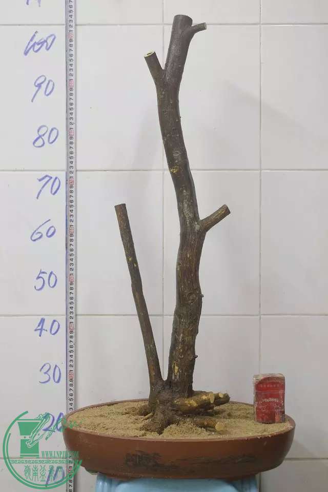 psb (3).jpg