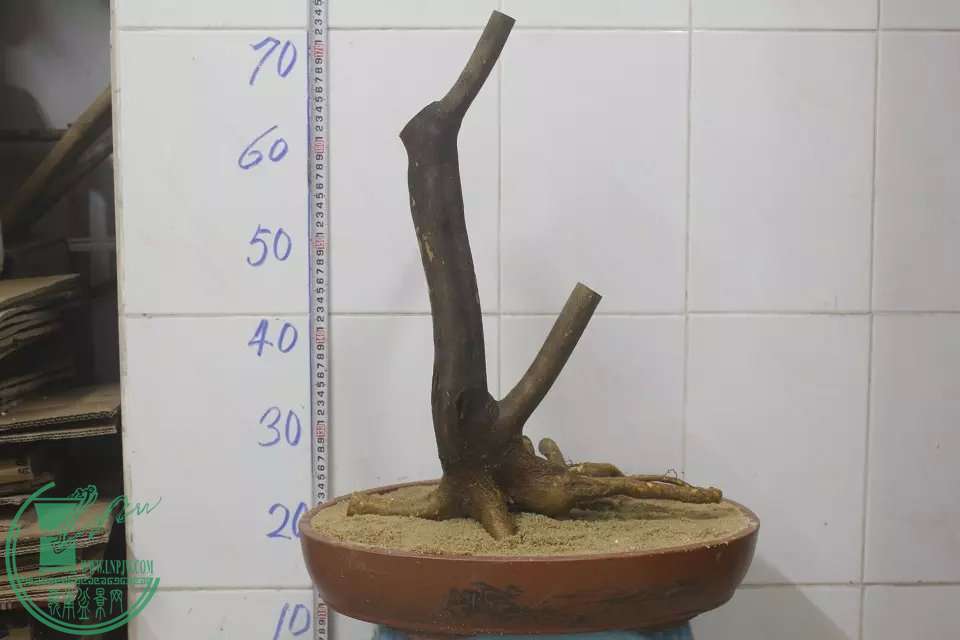psb (2).jpg