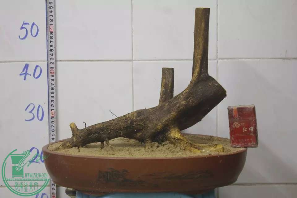 psb (1).jpg