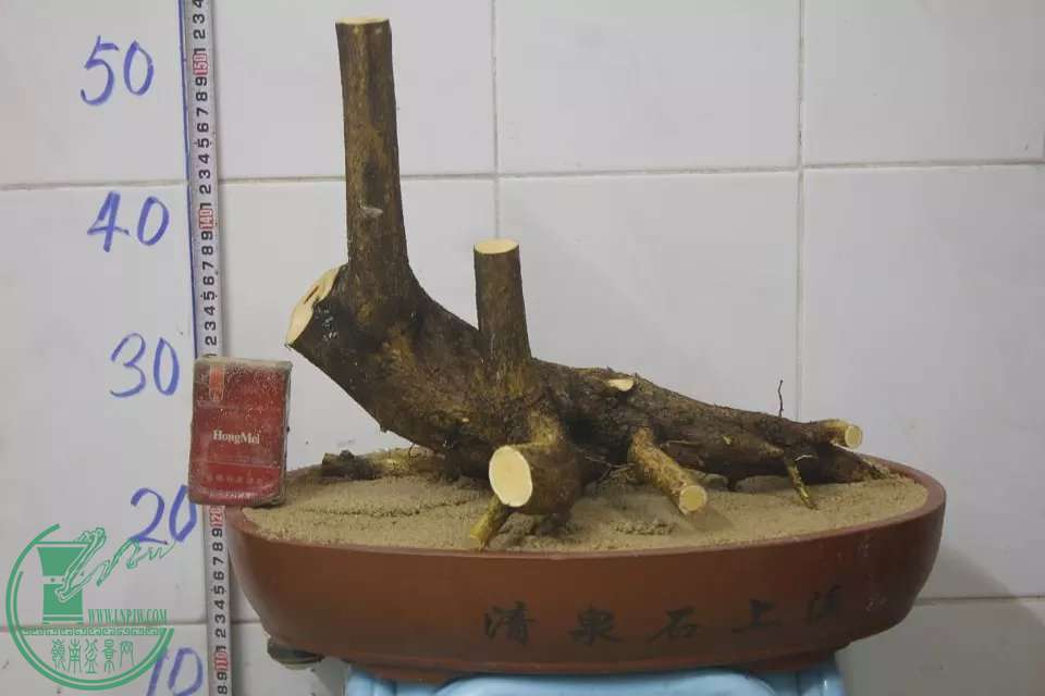 psb (2).jpg