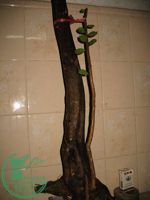 030.JPG