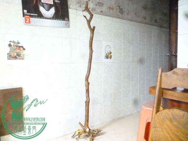 P1150799.JPG