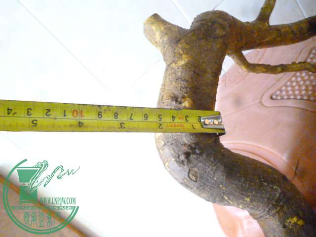 P1150820.JPG