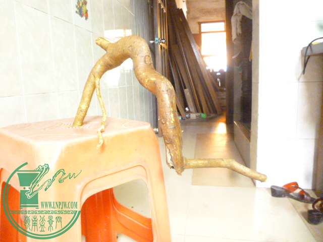 P1150823.JPG