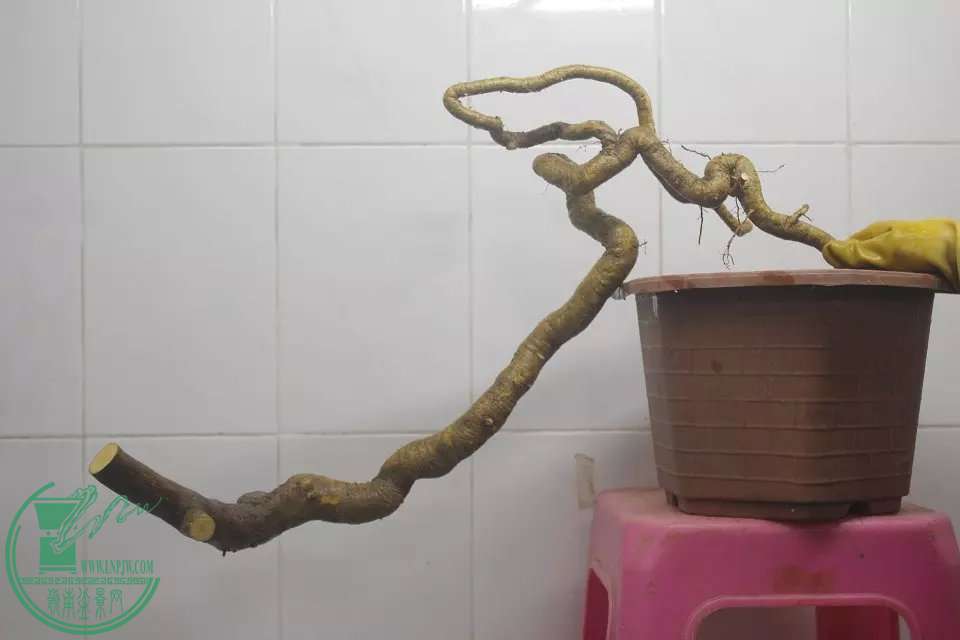 psb (2).jpg