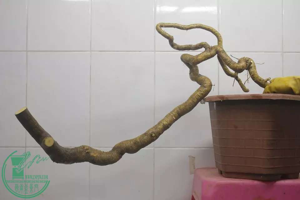 psb (3).jpg