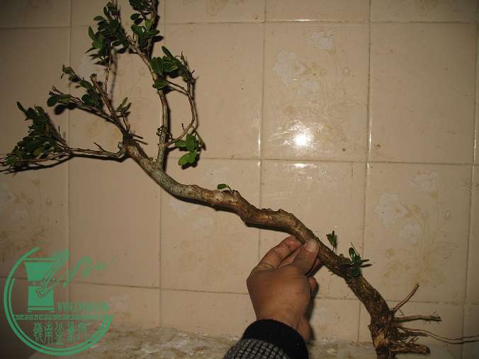 040.JPG