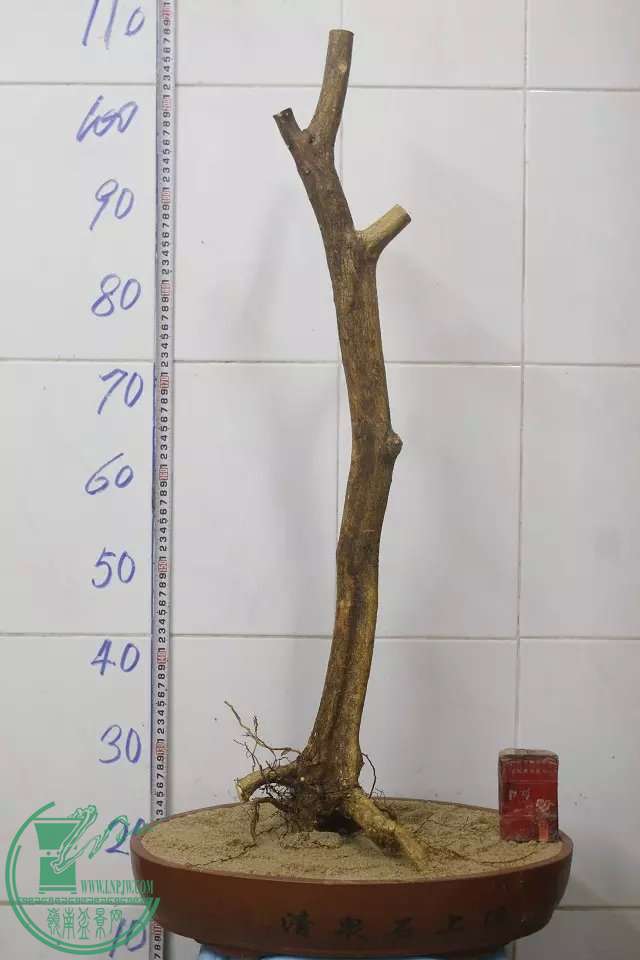 psb (12).jpg