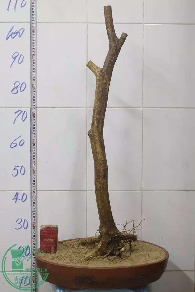 psb (13).jpg