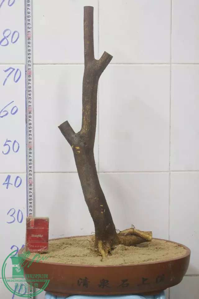psb (2).jpg