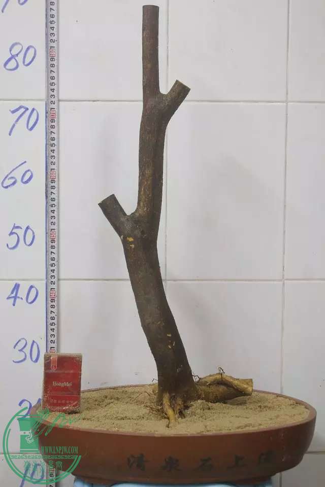 psb (3).jpg