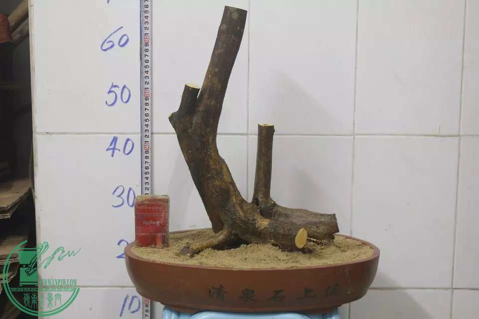 psb (1).jpg