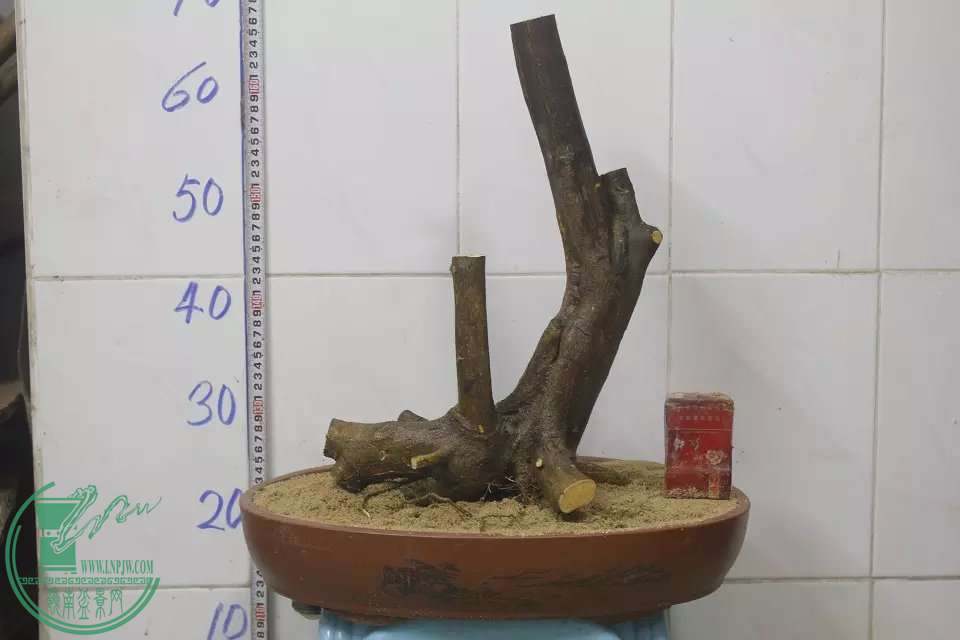 psb (2).jpg