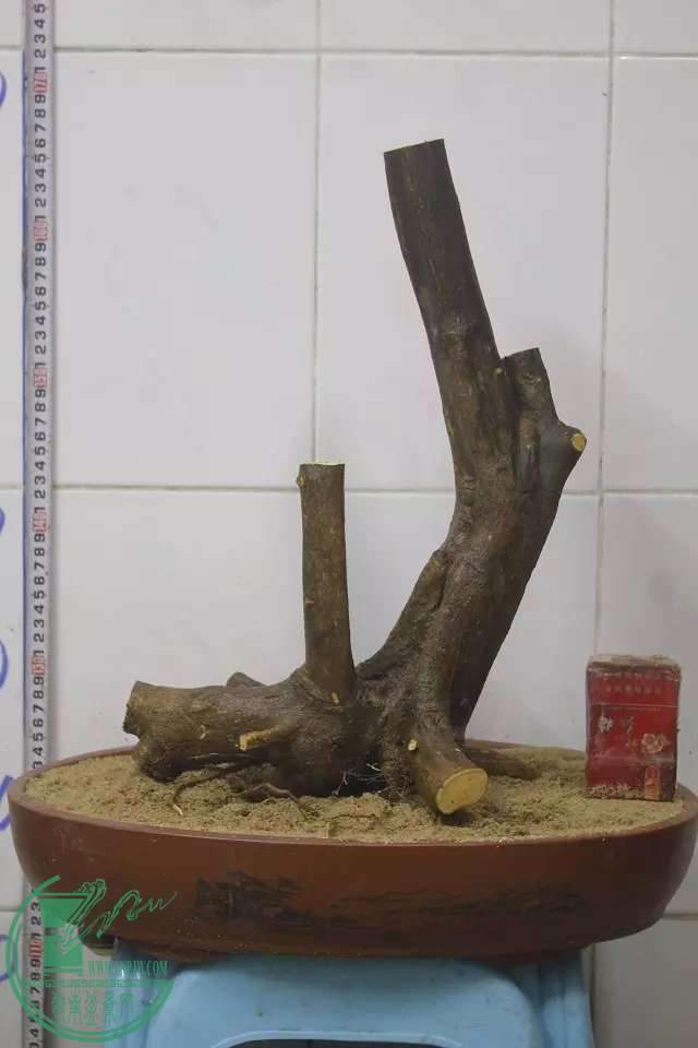 psb (3).jpg