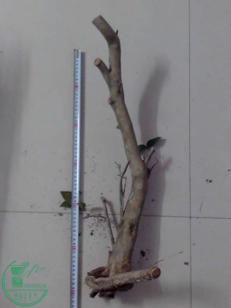 IMG201601012001.jpg