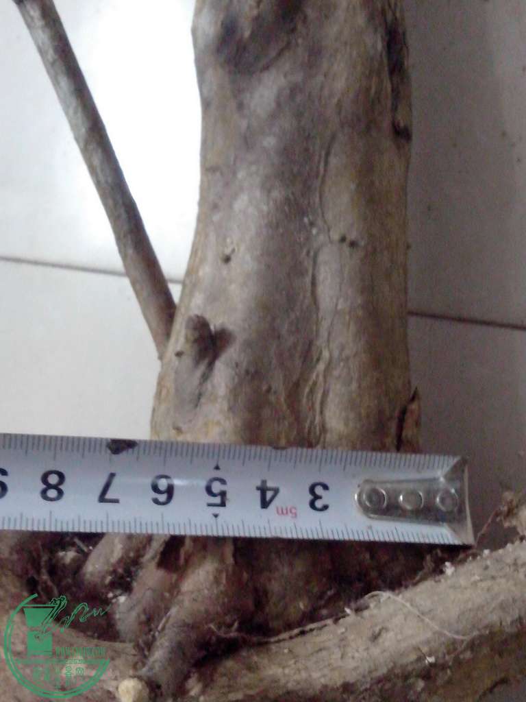 IMG20160102034.jpg