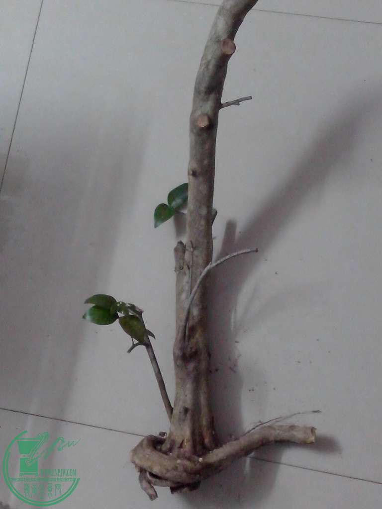 IMG20160102036.jpg