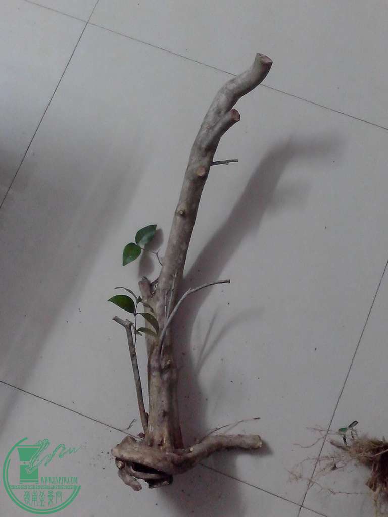 IMG20160102039.jpg