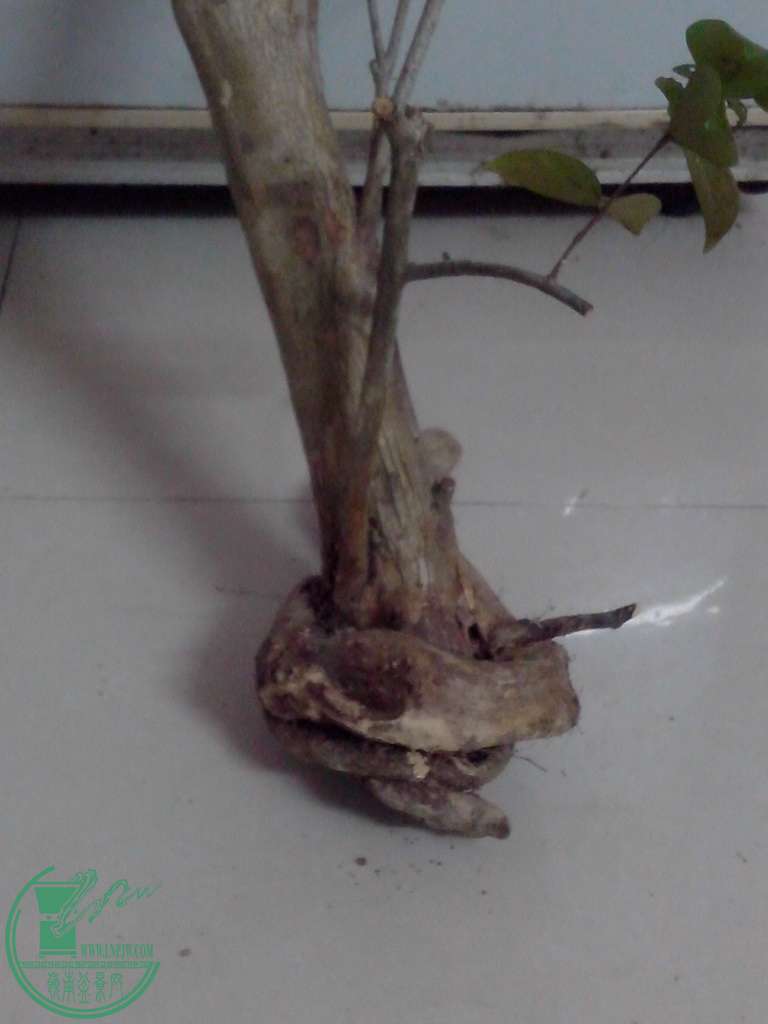 IMG20160102044.jpg