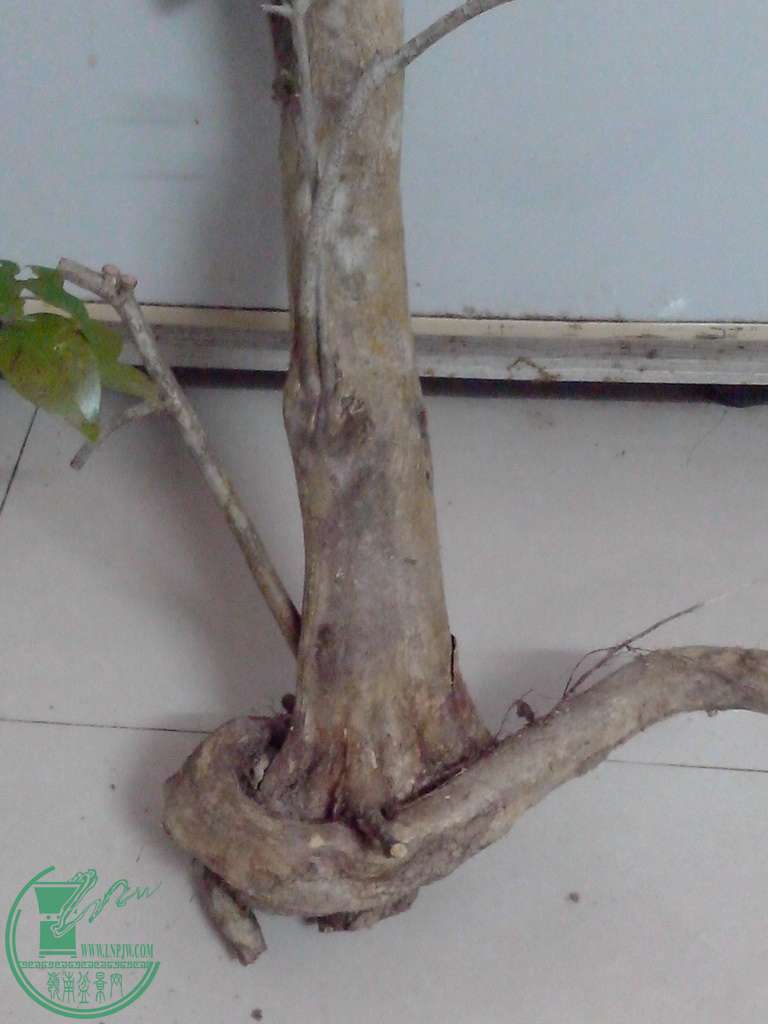 IMG20160102046.jpg