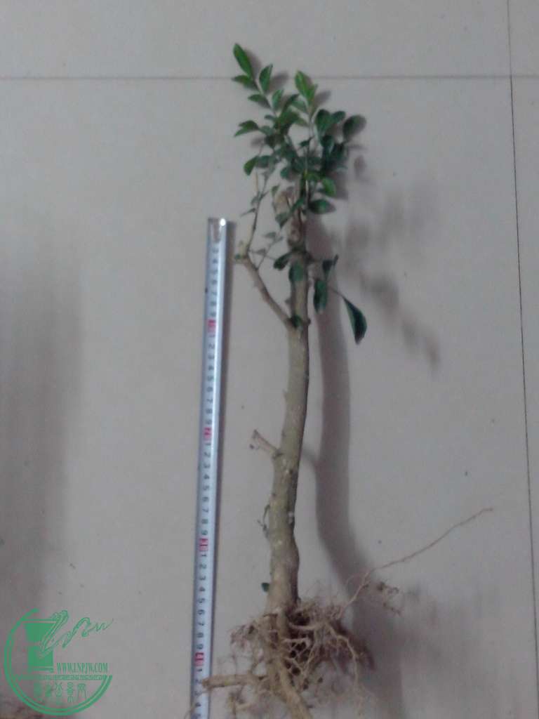 IMG20160102024.jpg