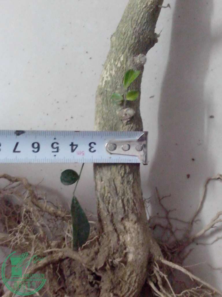 IMG20160102027.jpg