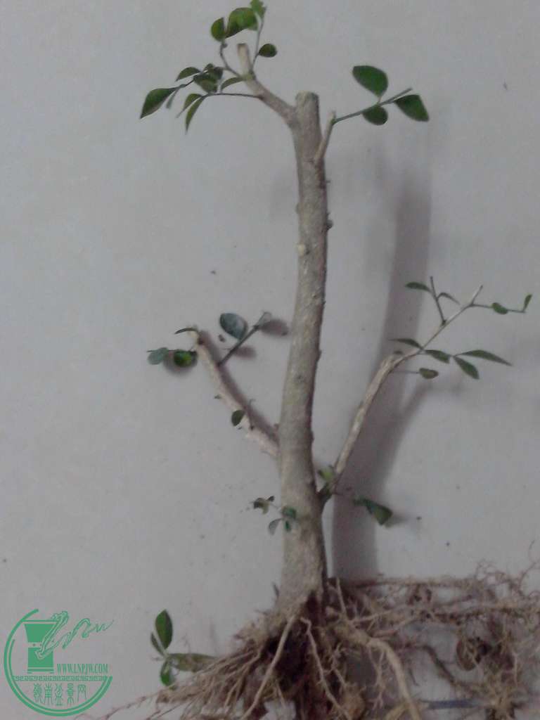 IMG20160102028.jpg
