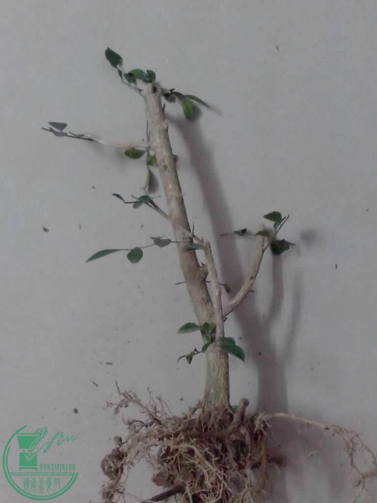 IMG20160102029.jpg
