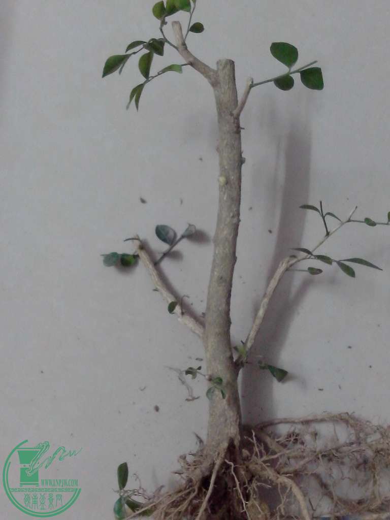 IMG20160102030.jpg