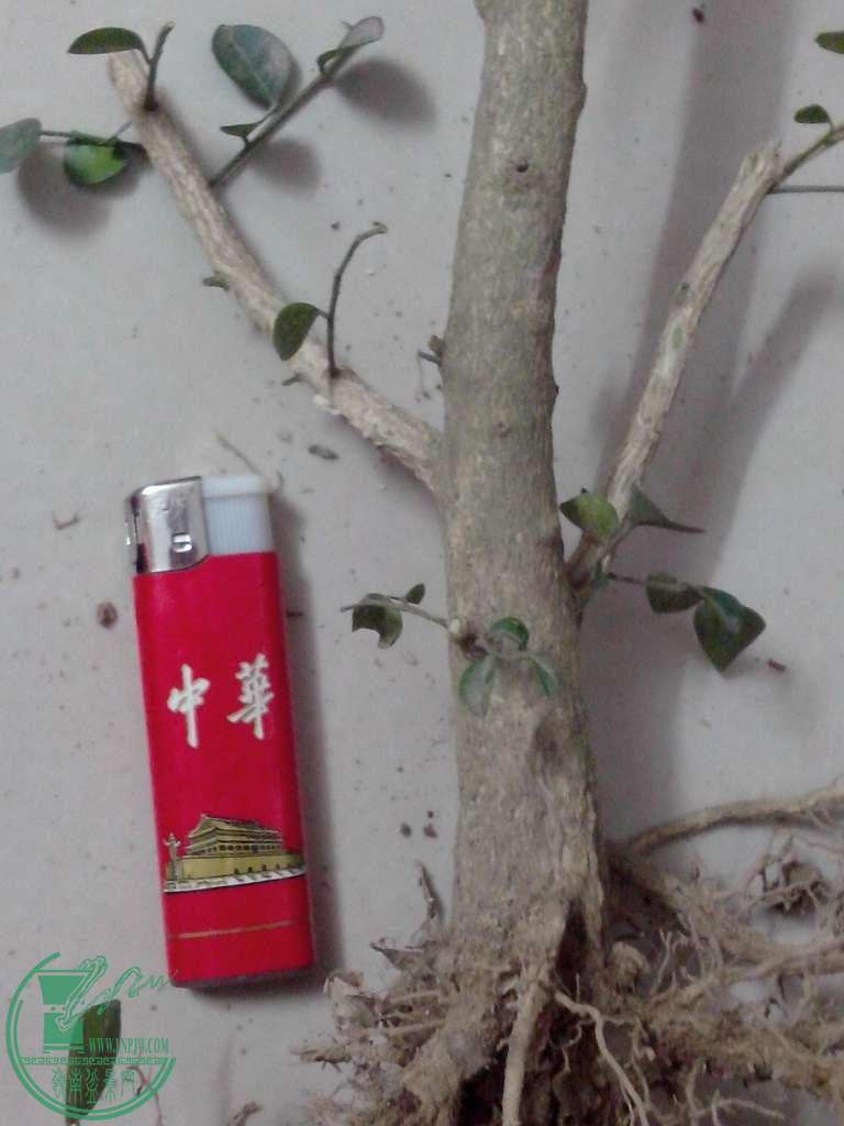 IMG20160102032.jpg