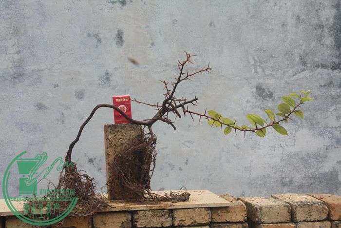 Ƭ20131026ۺ 530.jpg