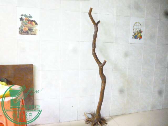 P1150826.JPG