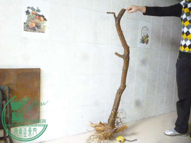 P1150837.JPG
