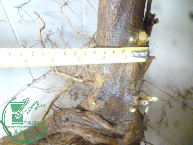 P1150847.JPG