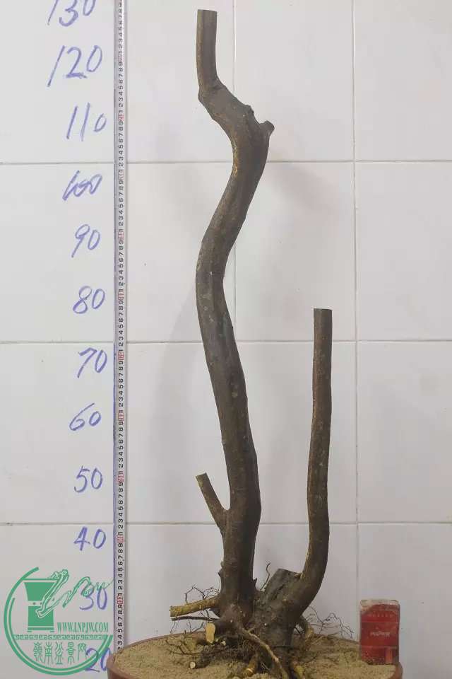 psb (9).jpg