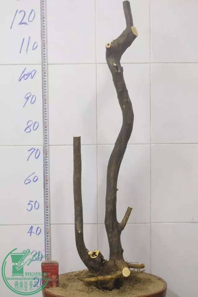 psb (11).jpg