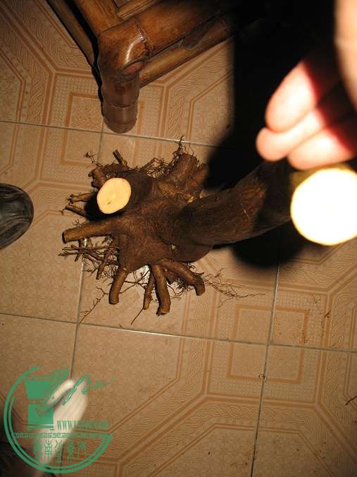 031.JPG